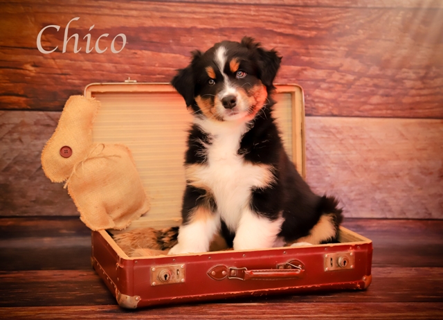 IMG 4608 Chico