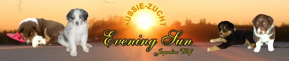 Aussie Zucht