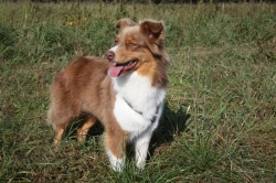 News Anka